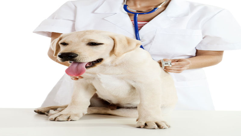 Tips for Choosing a Local Vet Clinic