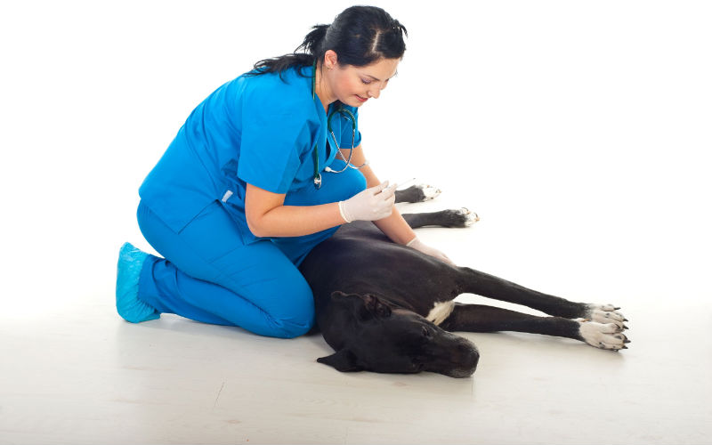 Common Cat And Dog Pet Surgeries In Richmond TX