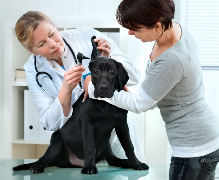 Tips to find Quality Veterinarians in Yorktown NY