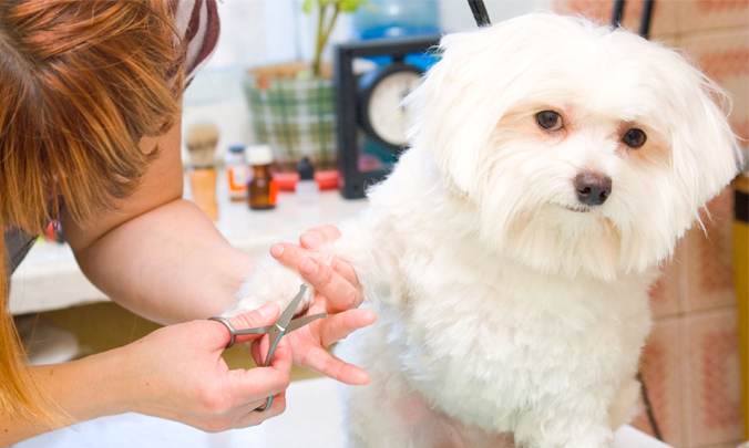 Benefits to Professional Pet Nail Trimming in Alexandria