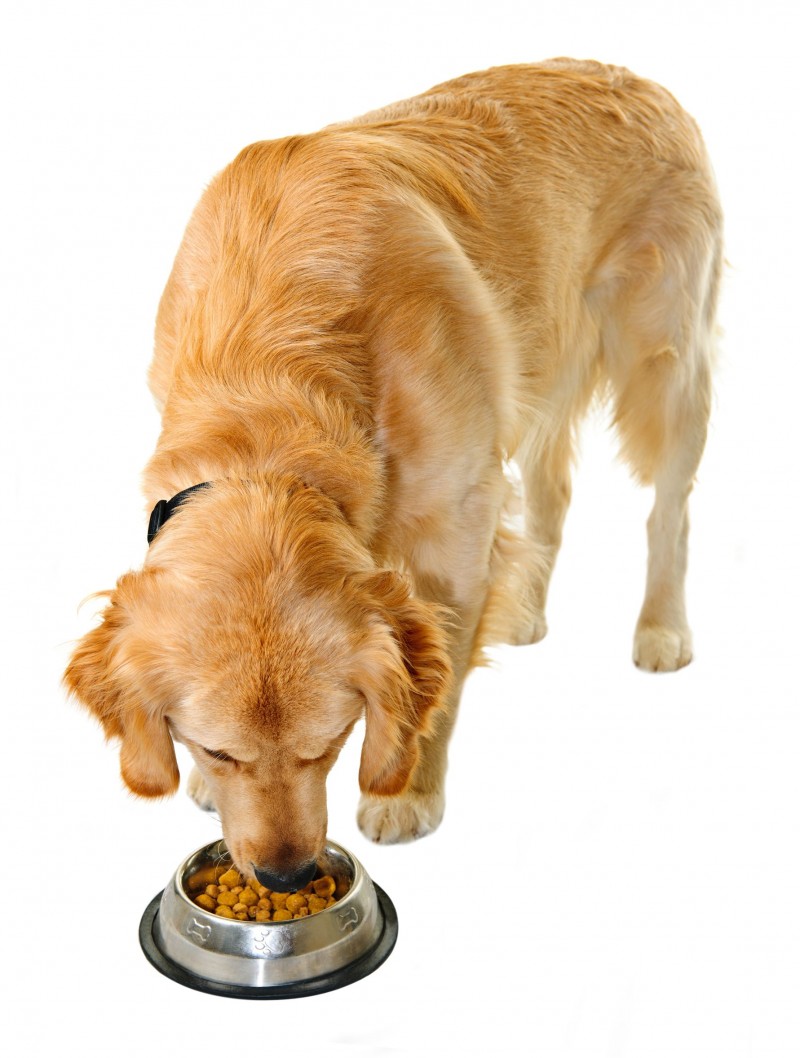 Benefits of Organic Dog Food