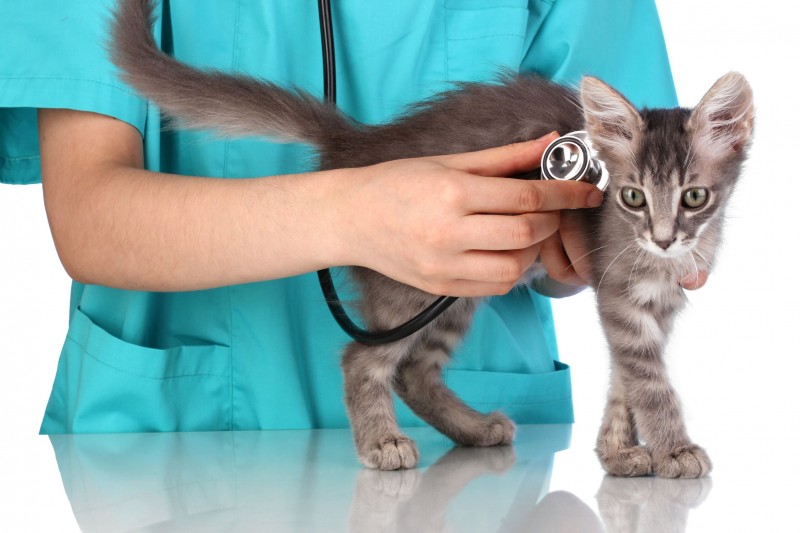 Common Reasons to Seek Emergency Cat Care in Gaithersburg, MD