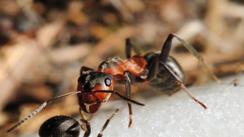 What Should Homeowners Know About Earwigs Removal?