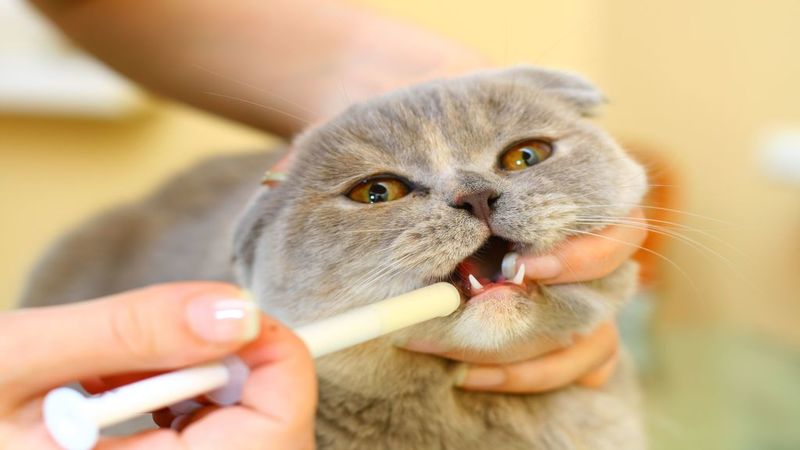 The Importance of Pet Dental Care