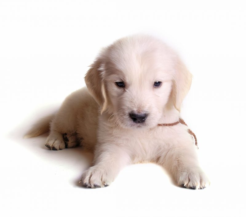 Benefits Of Puppy Training Classes In Chicago