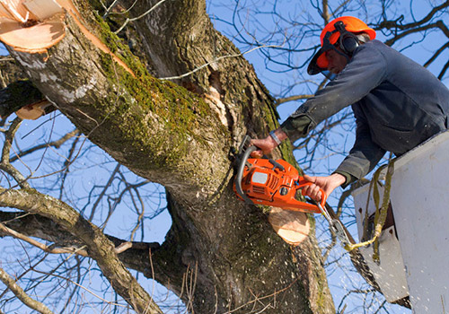 Expert Tree Removal Service St. Louis, Mo – Preventing Hazards, Preserving Beauty