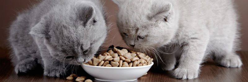 What Is the Best Dry Food for Cats?